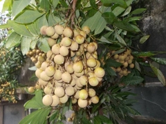 CÂY GIỐNG NHÃN SỚM