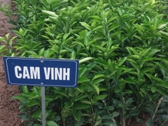 CÂY GIỐNG CAM VINH