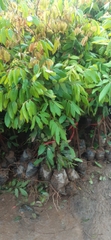 CÂY GIỐNG NHÃN MUỘN HÀ TÂY  T6