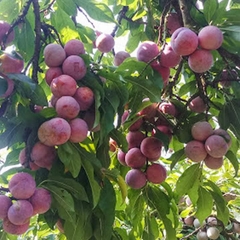 CÂY GIỐNG MẬN HẬU