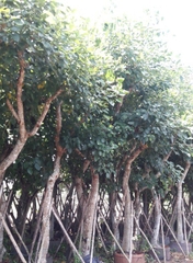 CÂY OSAKA ĐỎ