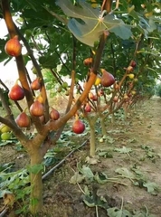 CÂY GIỐNG SUNG MỸ