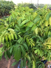 CÂY GIỐNG TRÁM TRẮNG
