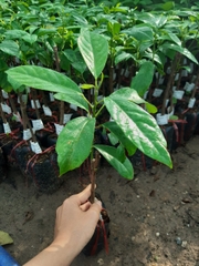 CÂY GIỐNG DÂU DA THÁI