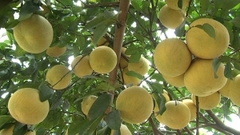 CÂY GIỐNG BƯỞI TÂN LẠC