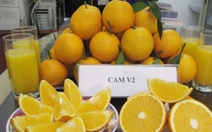 CÂY GIỐNG CAM V2