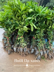 CÂY GIỐNG BƯỞI DA XANH