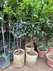 CÂY NHO THÂN GỖ 12 VỤ TRƯỞNG THÀNH