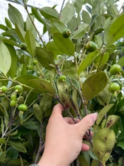 CÂY CHERRY BRAZIL TRƯỞNG THÀNH