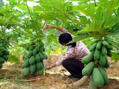 CÂY GIỐNG ĐU ĐỦ LÙN ĐÀI LOAN