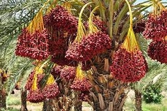 CÂY GIỐNG CHÀ LÀ TRUNG ĐÔNG