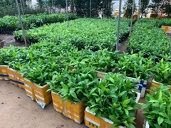 CÂY GIỐNG VÚ SỮA HOÀNG KIM