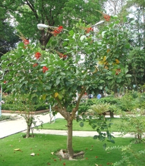 CÂY OSAKA ĐỎ