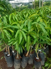 CÂY GIỐNG XOÀI ÚC