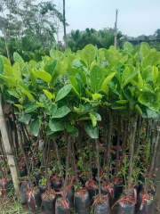 CÂY GIỐNG MÍT THÁI SIÊU SỚM