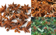 CÂY GIỐNG HỒI