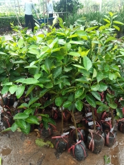CÂY GIỐNG CHANH KHÔNG HẠT