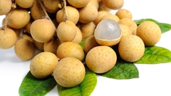 CÂY GIỐNG NHÃN MIỀN