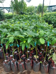 CÂY GIỐNG BƠ 034