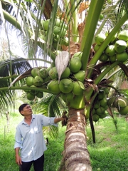CÂY GIỐNG DỪA DỨA