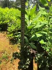 CÂY GIỐNG ĐÀN HƯƠNG