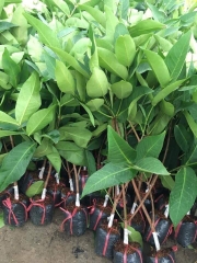 CÂY GIỐNG ROI ĐỎ AN PHƯỚC