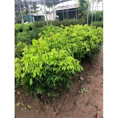 CÂY GIỐNG NHÃN SIÊU NGỌT