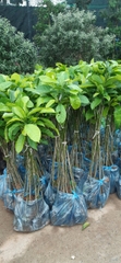CÂY GIỐNG DỔI NẾP
