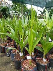 CÂY GIỐNG DỪA XIÊM LÙN XANH F1