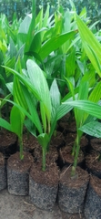 CÂY GIỐNG CAU TỨ QUÝ