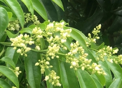 CÂY SẤU
