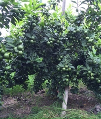 CÂY GIỐNG CHANH TỨ QUÝ