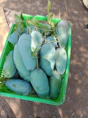 CÂY GIỐNG XOÀI THÁI
