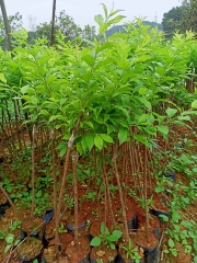 CÂY GIỐNG MẬN HẬU