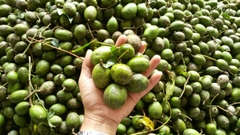 CÂY GIỐNG CÓC THÁI