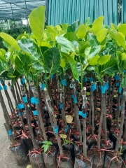 CÂY GIỐNG MÍT MALAYSIA