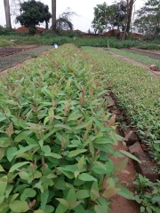 CÂY GIỐNG BẠCH ĐÀN