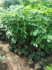 CÂY GIỐNG SUNG MỸ