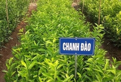 CÂY GIỐNG CHANH ĐÀO