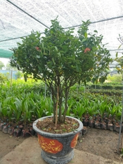 CÂY HOA MẪU ĐƠN