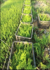 CÂY GIỐNG MĂNG TÂY
