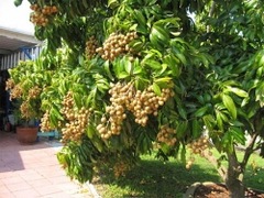 CÂY GIỐNG NHÃN SỚM