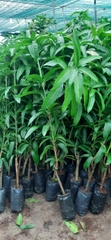 CAY GIỐNG XOÀI ĐÀI LOAN