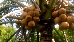 CÂY GIỐNG DỪA XIÊM ĐỎ