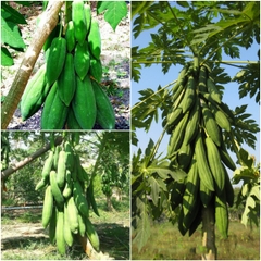 CÂY GIỐNG ĐU ĐỦ THÁI LAN