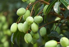 CÂY GIỐNG TRÁM TRẮNG