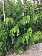 CÂY GIỐNG NA THÁI
