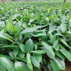 CÂY GIỐNG QUẾ