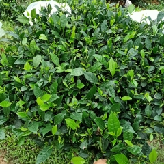 CÂY GIỐNG CHÈ XANH