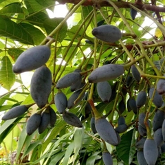 CÂY GIỐNG TRÁM ĐEN